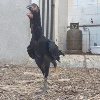 مرغ لاری اصل