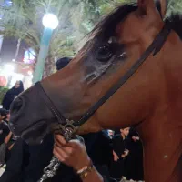 اسب نریان عرب مصری دوسر وارداتی بافق