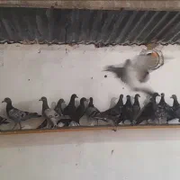 دسته کبوتر ۲۵ تایی جوجه  پلاکی