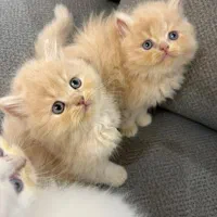 گربه بریتیش لانگ اصیل