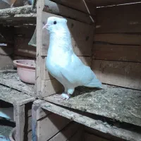 کبوتر|پرنده|گرگان, |دیوار