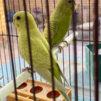 فروش جفت مرغ عشق و تعدادی کبوتر