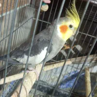 عروس هلندی مولد