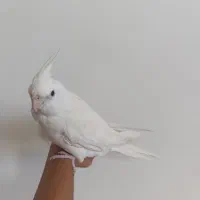 فروش دو جفت عروس هلندی بالغ و جوجه