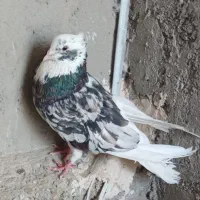 خوانواده اصیل شازده