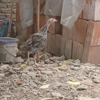 فروش بوقلمون