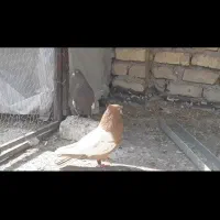 فروشی نر سینه زرد دوکاکله