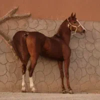 اسب نریان کره سهیل حیدر