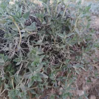 آویشن کوهی