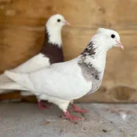 طوقی
