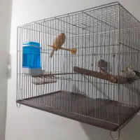 قناری،عروس هلندی ، سهره