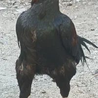 خروس پاکستانی