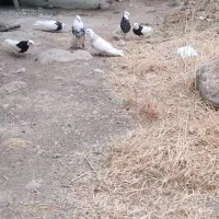 طوق