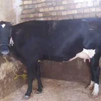 گاو و گوساله