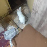 خرگوش|موش و خرگوش|زاهدان, |دیوار
