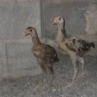 مرغ