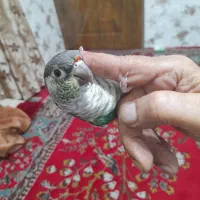 گیرینچیک سخنگو وحلقه پا رنگ خاص