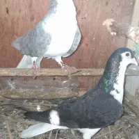 ۳تومن
