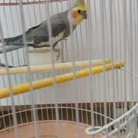عروس هلندی نر ماده