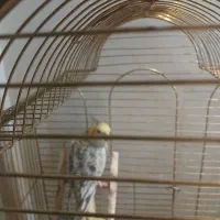 عروس هلندی گلباقالی