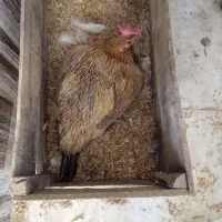 مرغ وخروس محلی