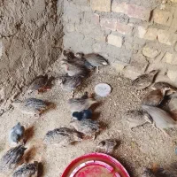 شاخک دوماهه