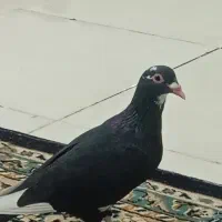 پلنگ