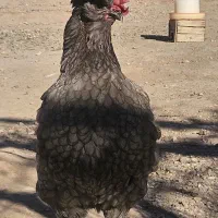 مرغ و خروس محلی