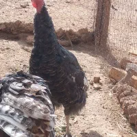 بوقلمون|حیوانات مزرعه|قیدار, |دیوار