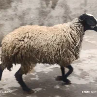 بره 60 ک