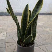 گلهای سانسوریا طلایی