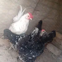 تخم نطفه دار گلین اصل
