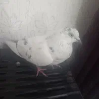 کبوتر