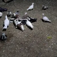 فروش کفتر