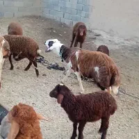 بره پلنگی