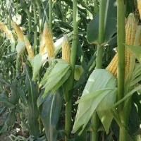 آبیار برای کشت ذرت علوفه