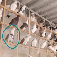 کبوتر تهران