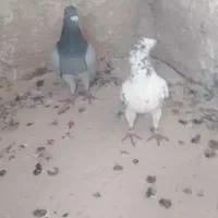 1500000تومان