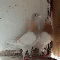 کفتر کرم سوسنی