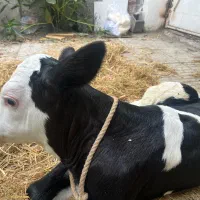 گوساله اصیل نژاد مونت