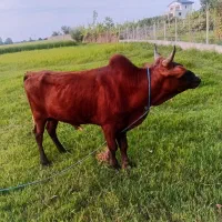 ورزا چالوسی