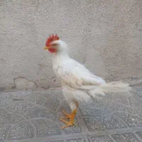 جوجه خروس به شرط