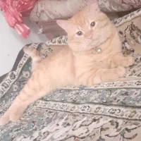 گربه