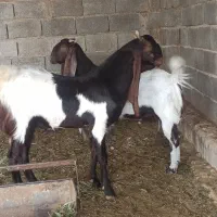 بز پاکستانی گلابی