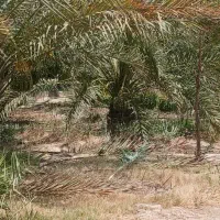 کارگر برای کار کشاورزی