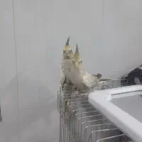 عروس هلندی معاوضه باطوطی