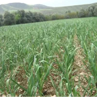 اجاره برای سیر