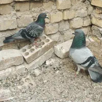 جفت کیلومتری