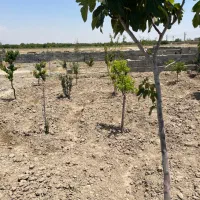 باغچه ۲۵۰متری ‌۵۰۰متری خوشنام