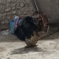 بوقلمون نر برنزه بوربون گوشتی